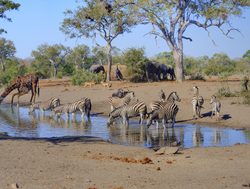 Kruger National Park watering hole