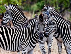 Kruger National Park zebras