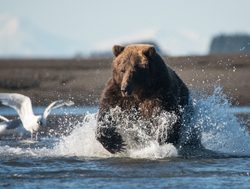 Grizzly bear running up the river in Lake Clark