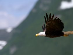 Lake Clark National Park bald eagle
