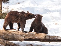 Lake Clark National Park brown bears