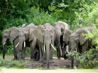 20210209205726-Elephants in Lake Manyara National Park.jpg