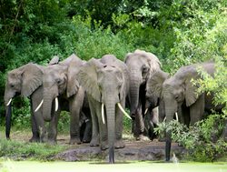 Elephants in Lake Manyara National Park