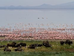 Lake Manyara Flamingos
