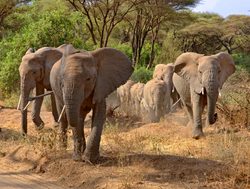 Lake Manyara National Park elephants
