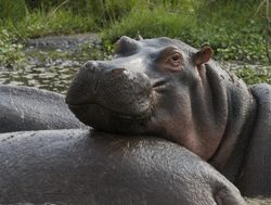 Lake Manyara National Park hippopotamus