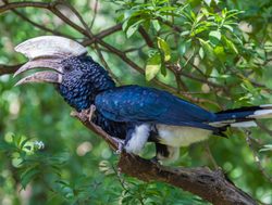 Lake Manyara National Park hornbill