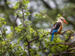 Lake Manyara National Park kingfisher