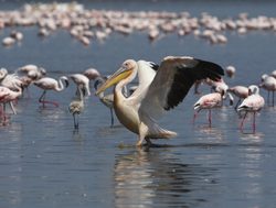 Lake Manyara Pelican and flamingos