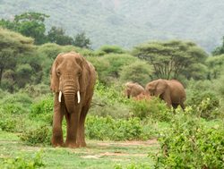 Lake Manyara elephant