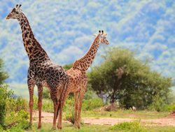 Lake Manyara giraffes