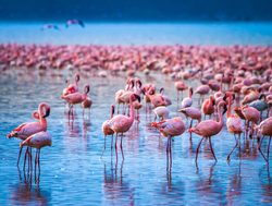 Lake Nakuru National Park flamingos in lake