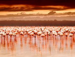 Lake Nakuru National Park flamingos with sunset