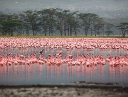 Lake Nakuru National Park flamingos