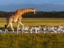 Lake Nakuru National Park giraffe