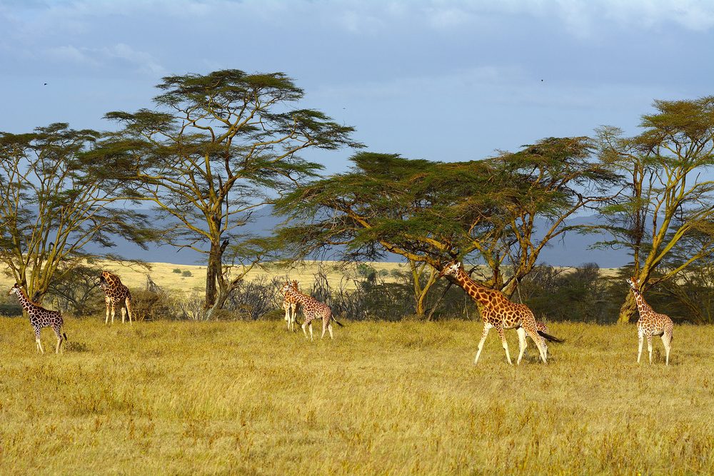 Lake Nakuru National Park (Official GANP Park Page)