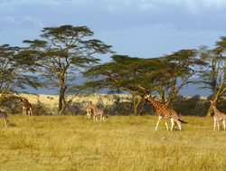 Lake Nakuru National Park group of giraffe