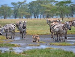 Lake Nakuru National Park group of zebra