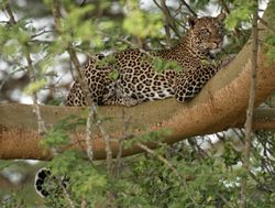 Lake Nakuru National Park leopard