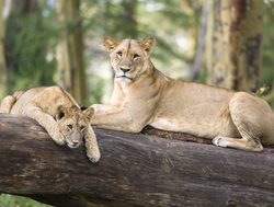 Lake Nakuru National Park pair of lions