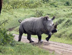 Lake Nakuru National Park rhino