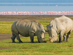 Lake Nakuru National Park rhinoceroses