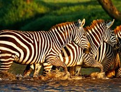 Lake Nakuru National Park zebra