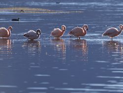 20211220225806 Flamingos in Lauca National Park