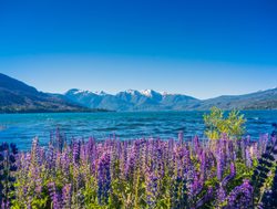 Los Alerces National Park purple flowers and lake