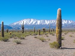 20211220223232 Saguaro cactus with mountain backdrop in Los Cardones