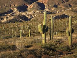20211220223256 Saguaro cactus in Los Cardones National Park