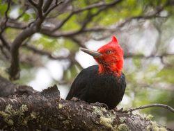 Los Glaciares National Park megallanic woodpecker