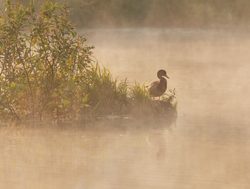 Losiny Ostrov National Park wood duck and mystic fog