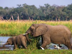 Lower Zambezi National Park baby elephant with mom