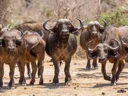 Lower Zambezi National Park buffalo