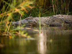 Lower Zambezi National Park crocodile