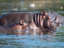 Lower Zambezi National Park hippopotomus