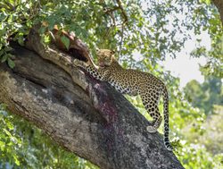 Lower Zambezi National Park leopard