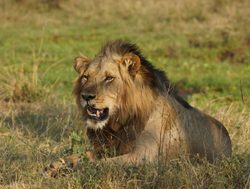 Lower Zambezi National Park lion