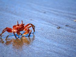 Machalilla National park crab
