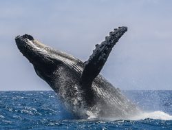 Machalilla National park humpback whale