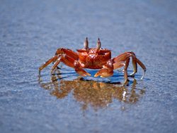 Machalilla National park red rock crab