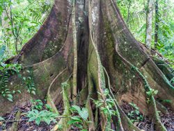 Madidi National Park amazon rainforest tree