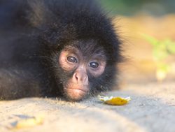 Madidi National Park baby spider monkey