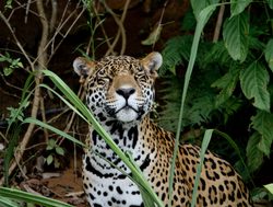 Madidi National Park jaguar sitting