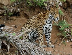 Madidi National Park jaguar