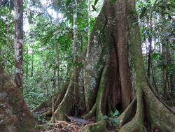 Madidi National Park large amazon rainfest tree