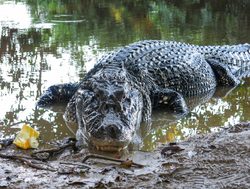 Madidi National Park large caiman