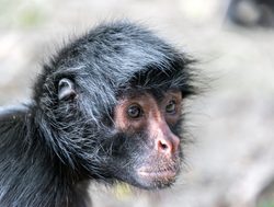 Madidi National Park spider monkey profile