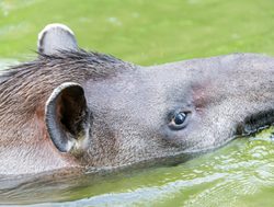 Madidi National Park tapir swimming
